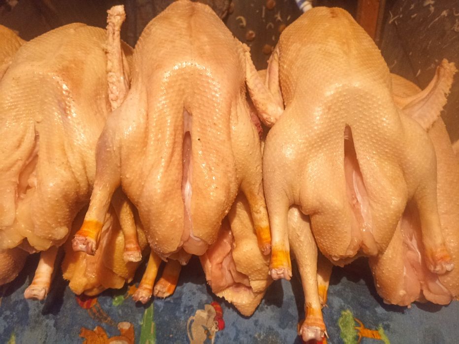 Гуси, гуси домашние