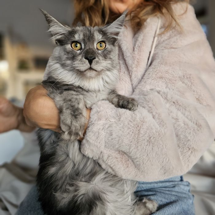 Maine Coon Silver – pisicuță superbă, 24.05.2025