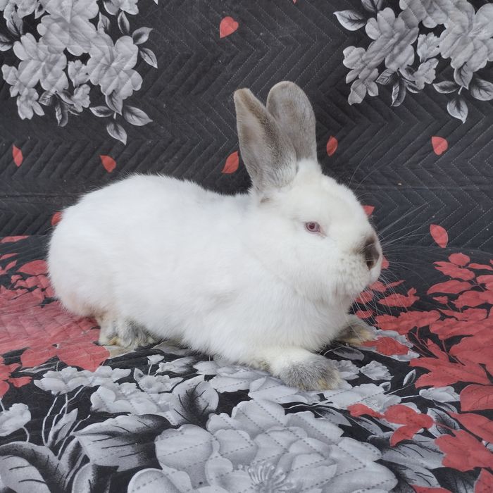 Цика и калифорнийски зайци