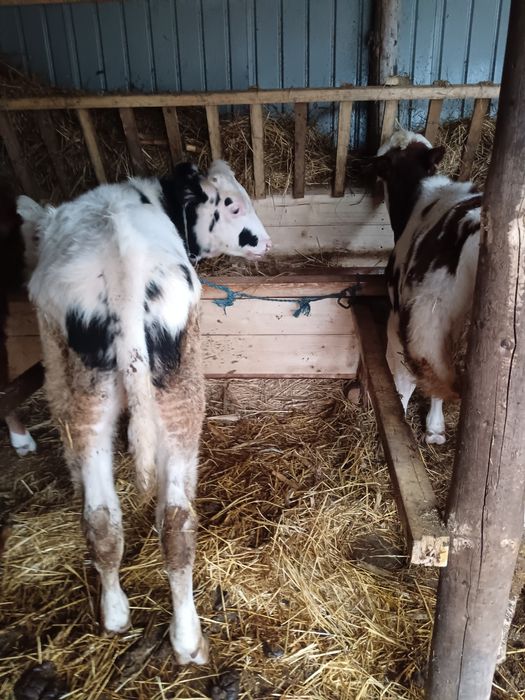 Vând trei taurasii de 5 luni pentru detalii la număr de telefon 075161