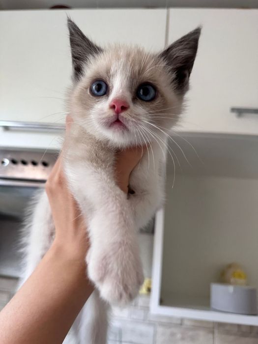 Котеночек ищет дом