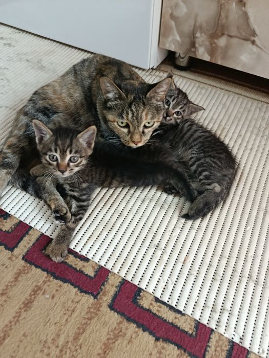 Котята мальчики 2 месяца в добрые руки