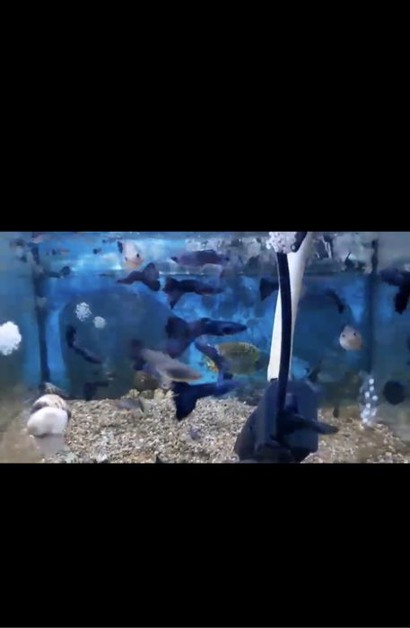 Гуппи московская синяя