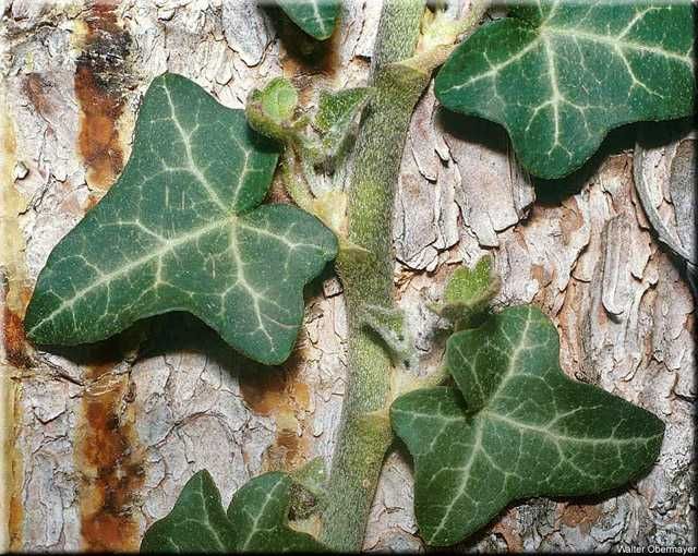 Бръшлян - Хедера обикновен (Hedera)