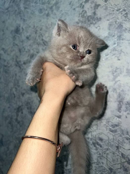 Продаются котята скоттиш страйт и фолд