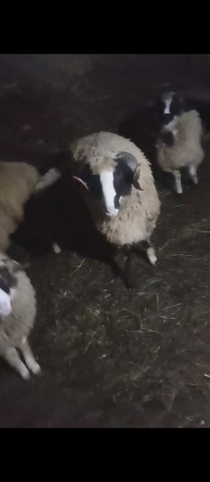 Doi Berbecuți disponibili