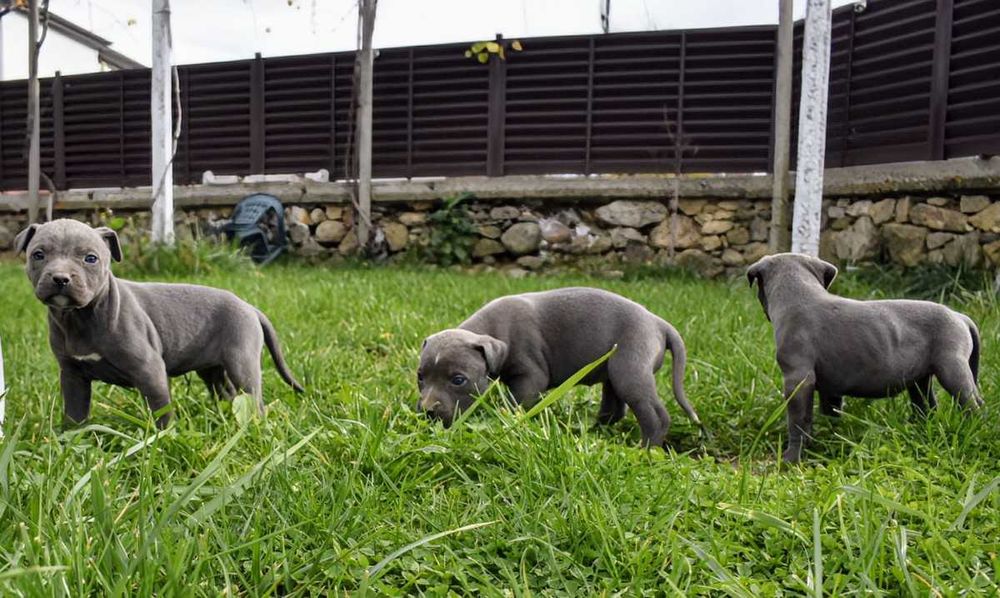 Американски питбул териер