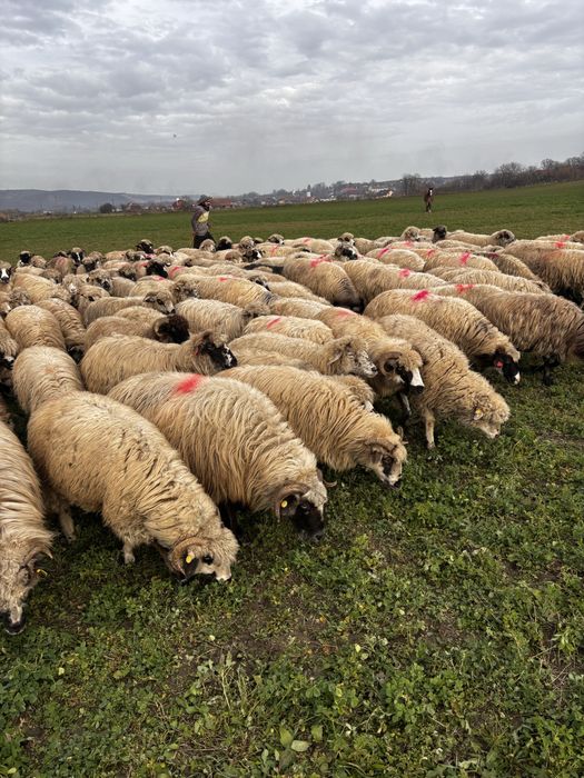 Anunti oi de vanzare