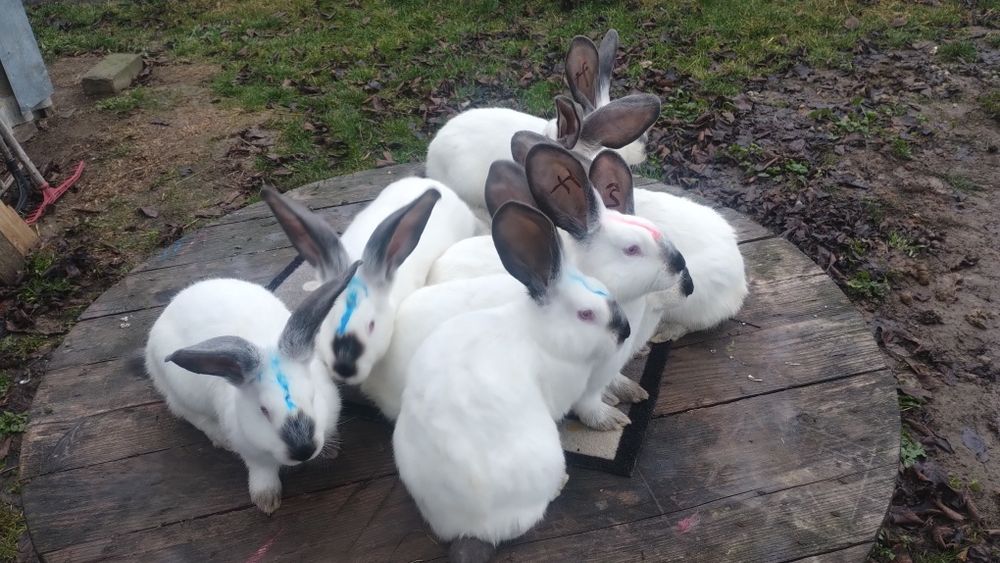 Tineret Uriaș de Transilvania