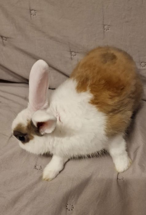 Iepure mascul 5 luni