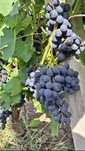 Vând struguri de vin productie 2025