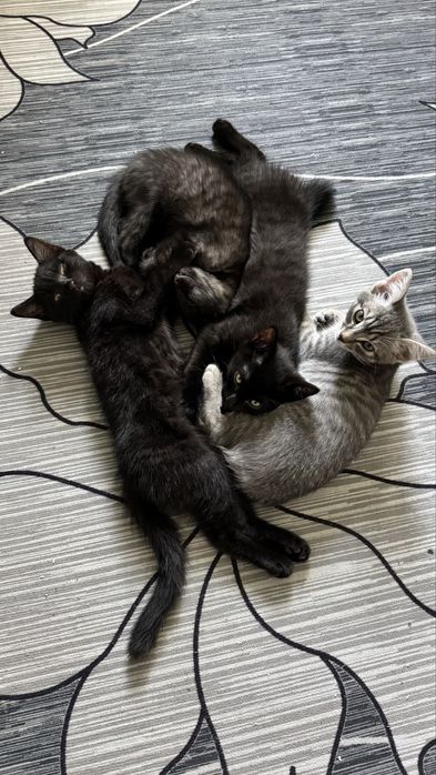 Котята в хорошие руки
