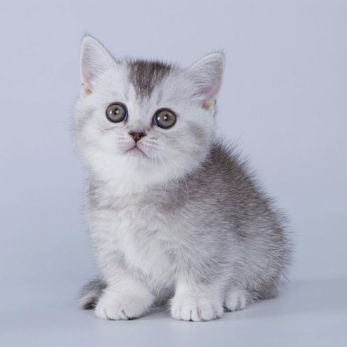 Манчкин(короткий лапа) Серебристи Шиншилла