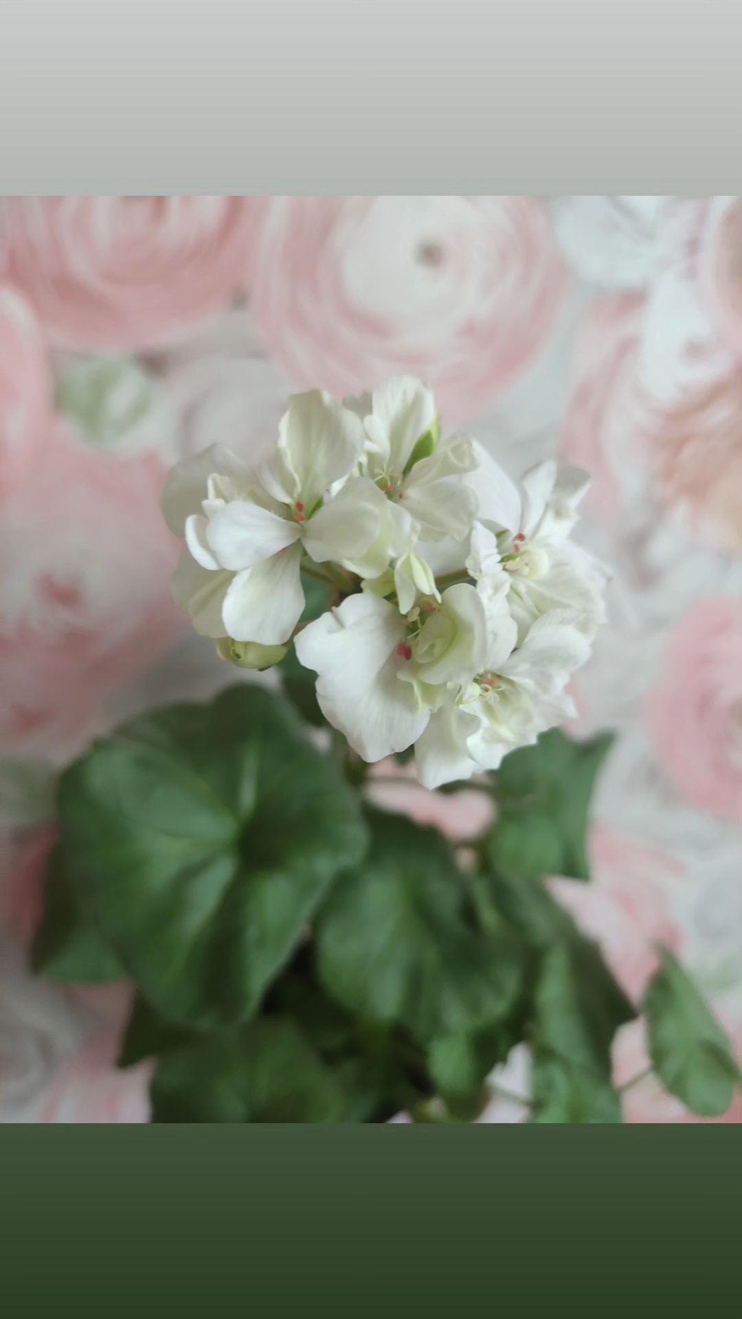 Белая пеларгония, хороший сорт, цветет непрерывно всю зиму