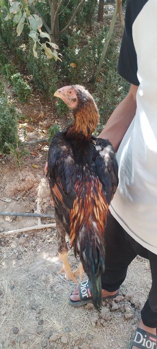 Dakan joja 3 oyli