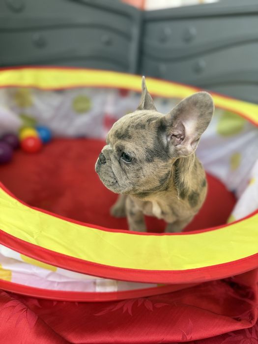 Bulldog Francez Merle 3 luni