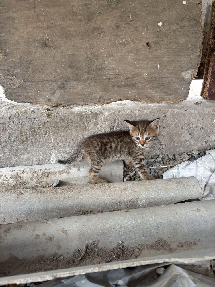 Отдам котят в хорошие руки