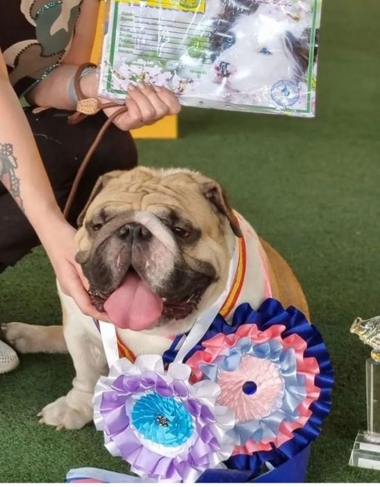 Английский бульдог вязка