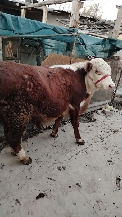 Grenfo'rd buqa sotiladi