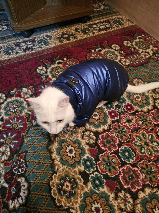 Продам курточку для собачек.