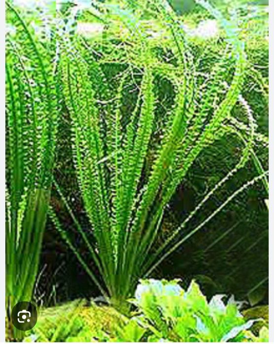 Кринум, аквариумное растение