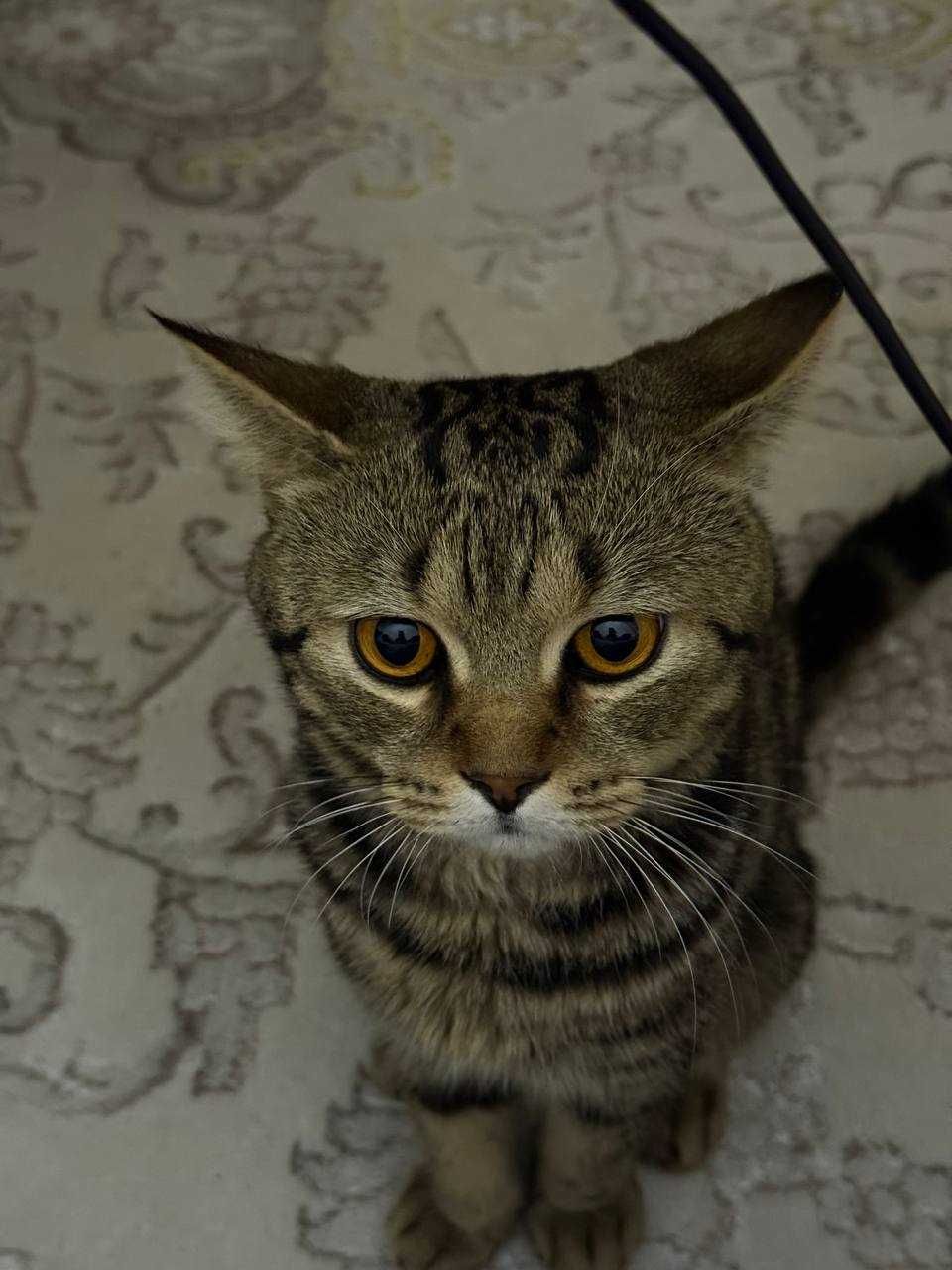 Mushuk bengal  ogil bola