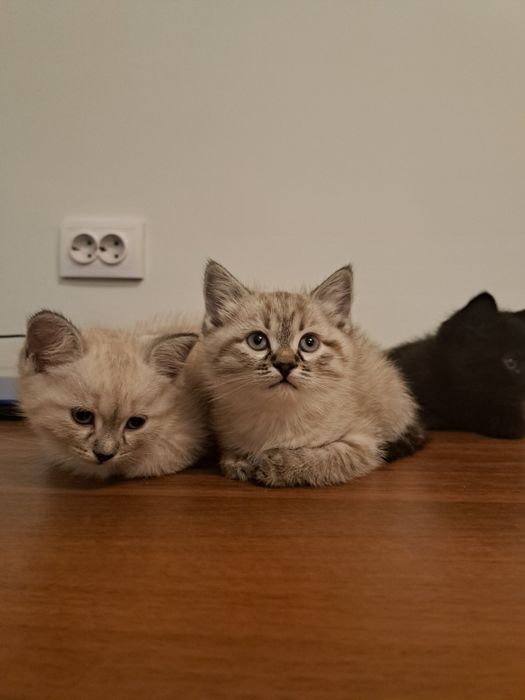 4 котята бесплатно