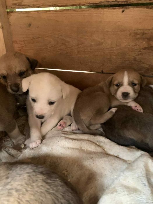 Spre adopție cățeluși patru saptamani