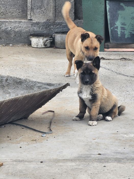 Щенок,девочка 2 месяца