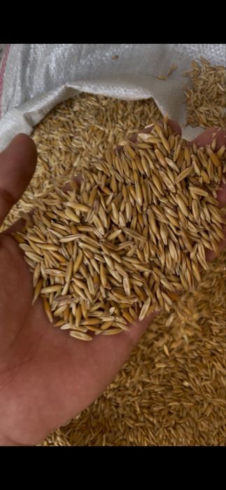 Сулу ем / Sulu yem сотилади сифатли, Янгиюль