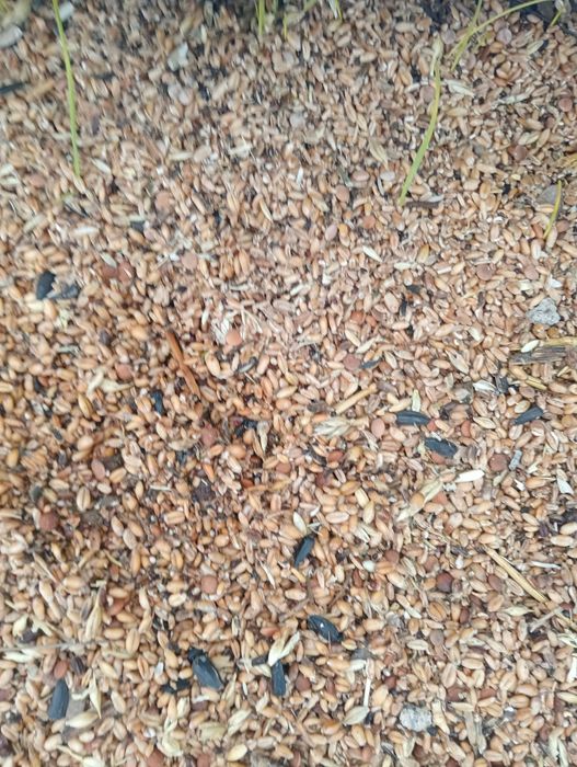 Закупаем Пшеничные ячменные зерноотход