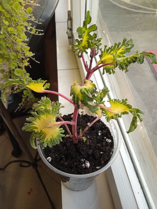 Продам отросток колеуса