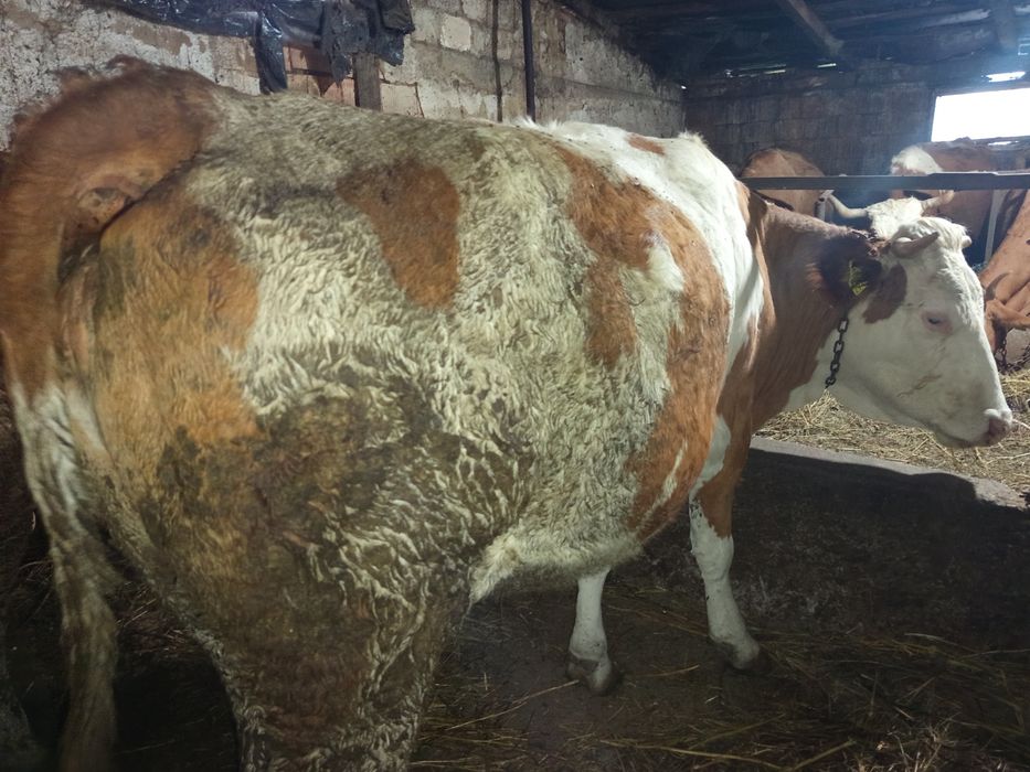 Vând juninca prima fatare gestantă in 2 luni