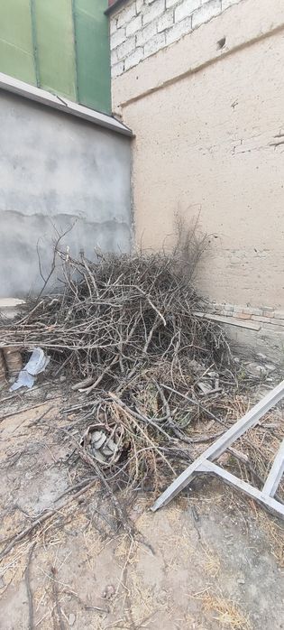 Oʻtin bor,bir labo moshiniga sigadi,evaziga 2 sotix er chopish kerak