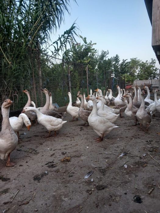 Gâște americane ouătoare