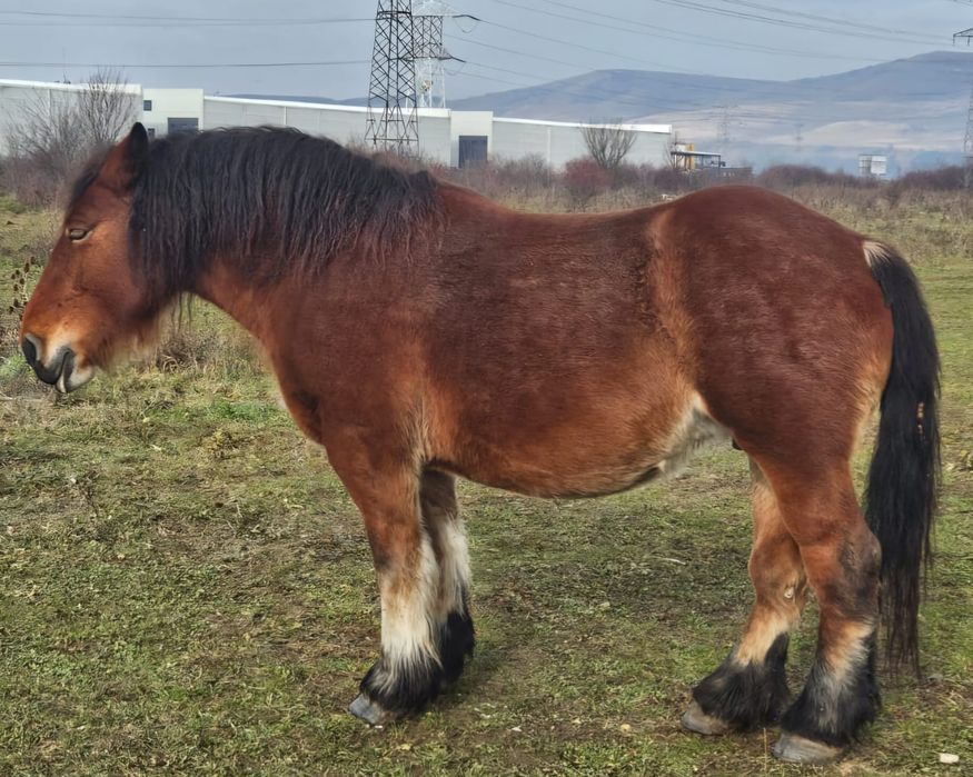 Iapă Ardeneză de vânzare