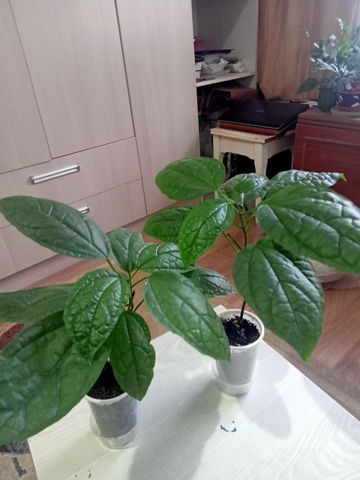 Продам клеродендрум, луковицы глаксинья