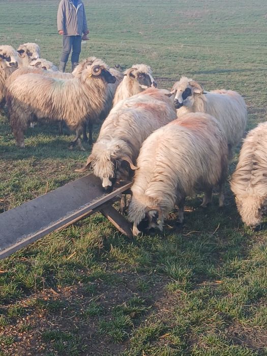 18 oi de vanzare si tinere din care 5 mai vechi