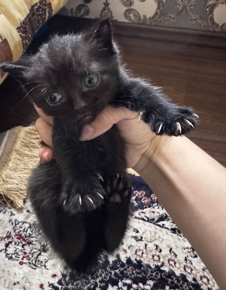 Котята хорошие руки