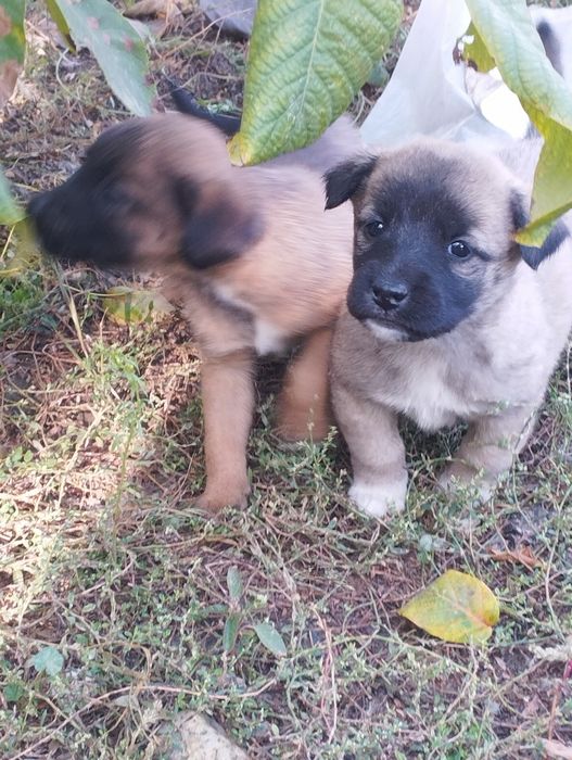 Отдам щенят дворняги