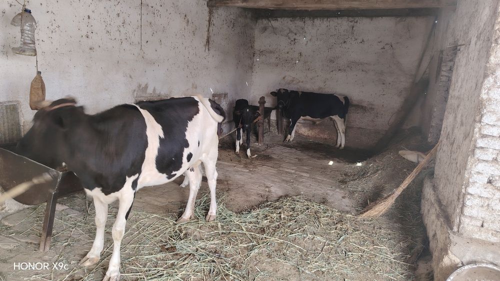 Ona bola sigir sotiladi