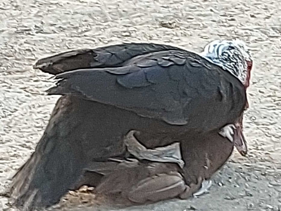 Самец индоутки  1,5 года