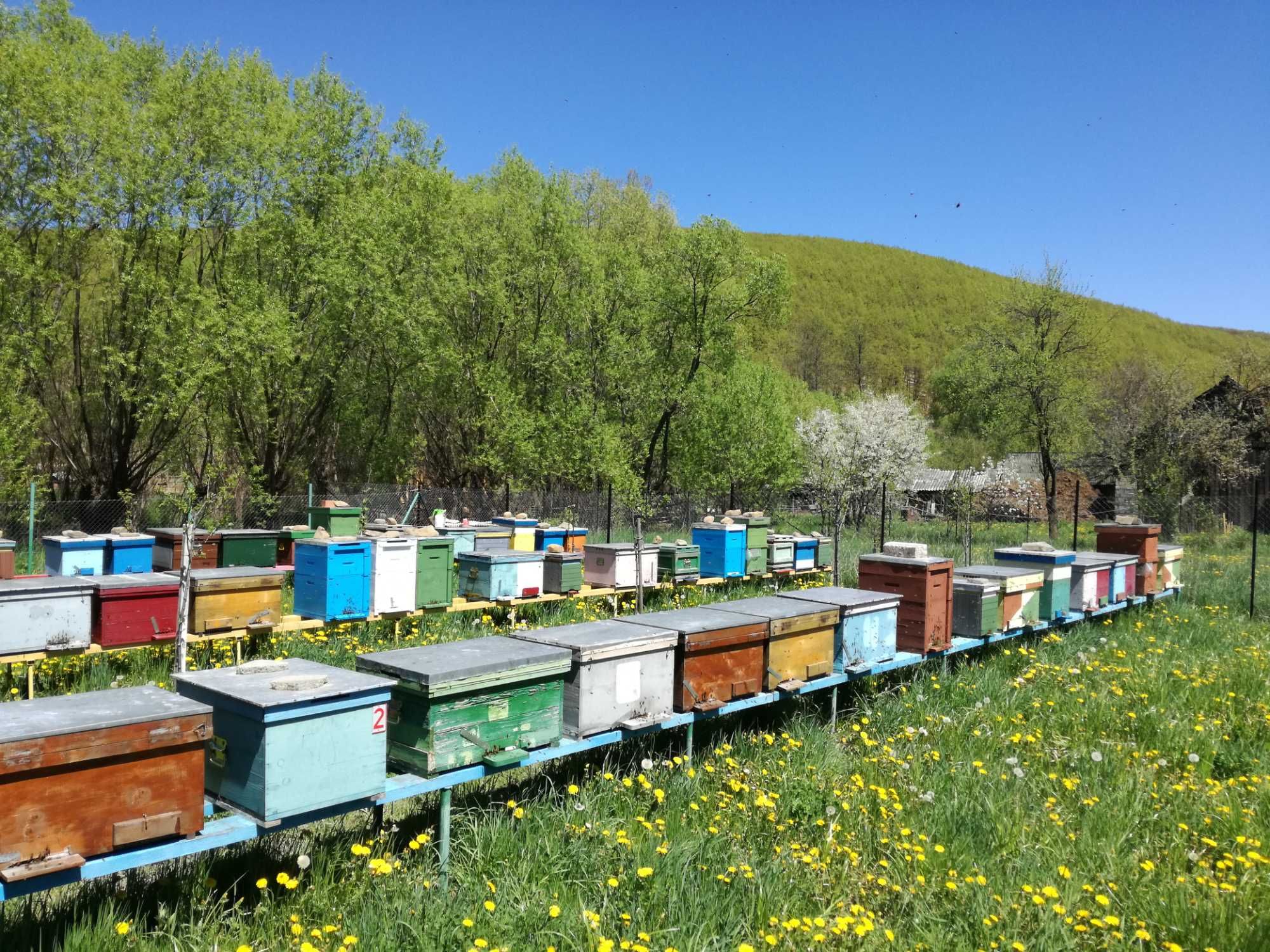 Vand familii de albine sau roiuri