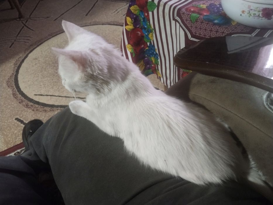 Продается белый котёнок!