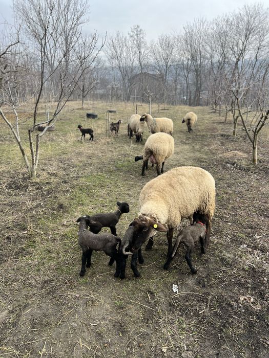 Vand 4 oi carabase si un berbec