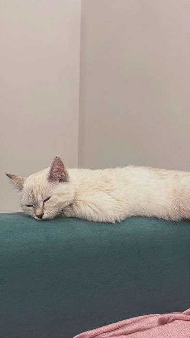 котенок срочно заберите бесплатно