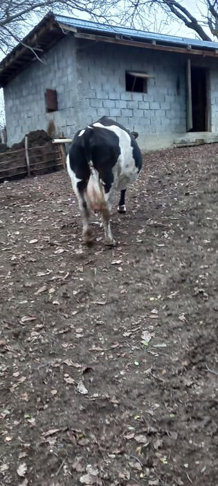 Vând Vacă bună de lapte și foarte cuminte, se mulge la mână.