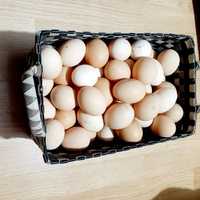 Vindem oua pentru incubat sau consum provenite de la pasari crescute i