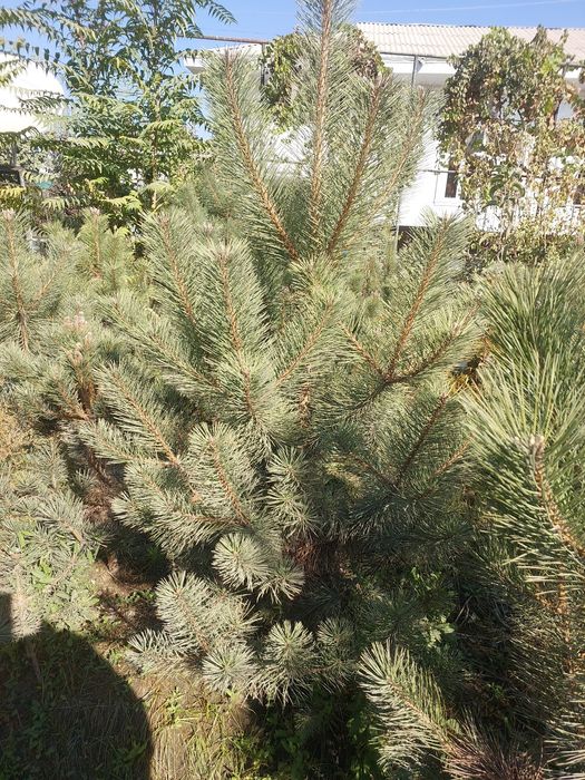 Крымская сосна — оптом с собственного поля!