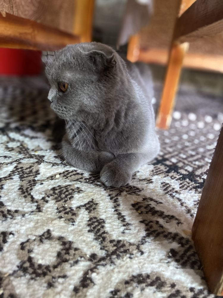 СРОЧНО ПРОДАЕТСЯ шотландская вислоухая (Scottish Fold).
